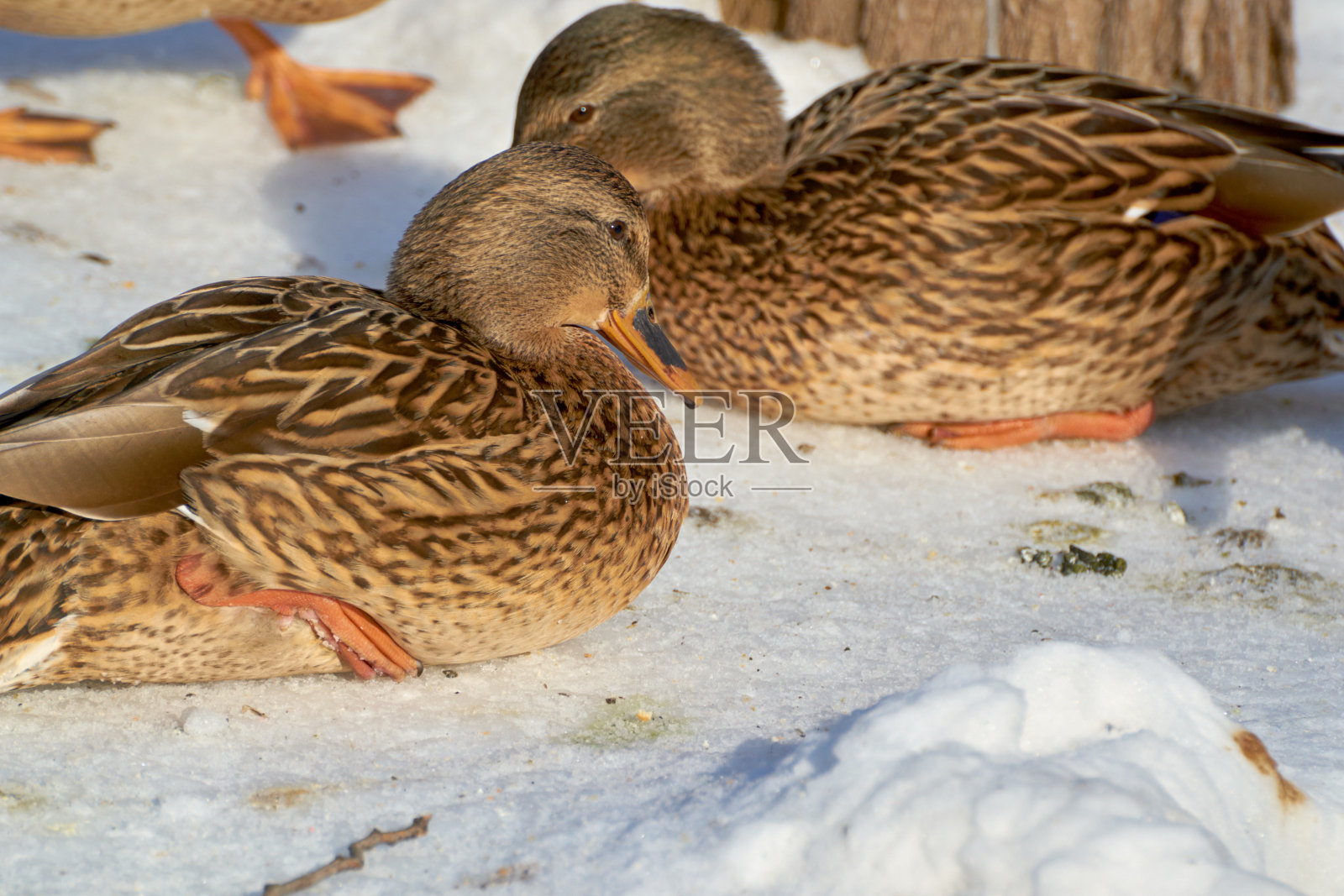 大两只鸟照片摄影图片