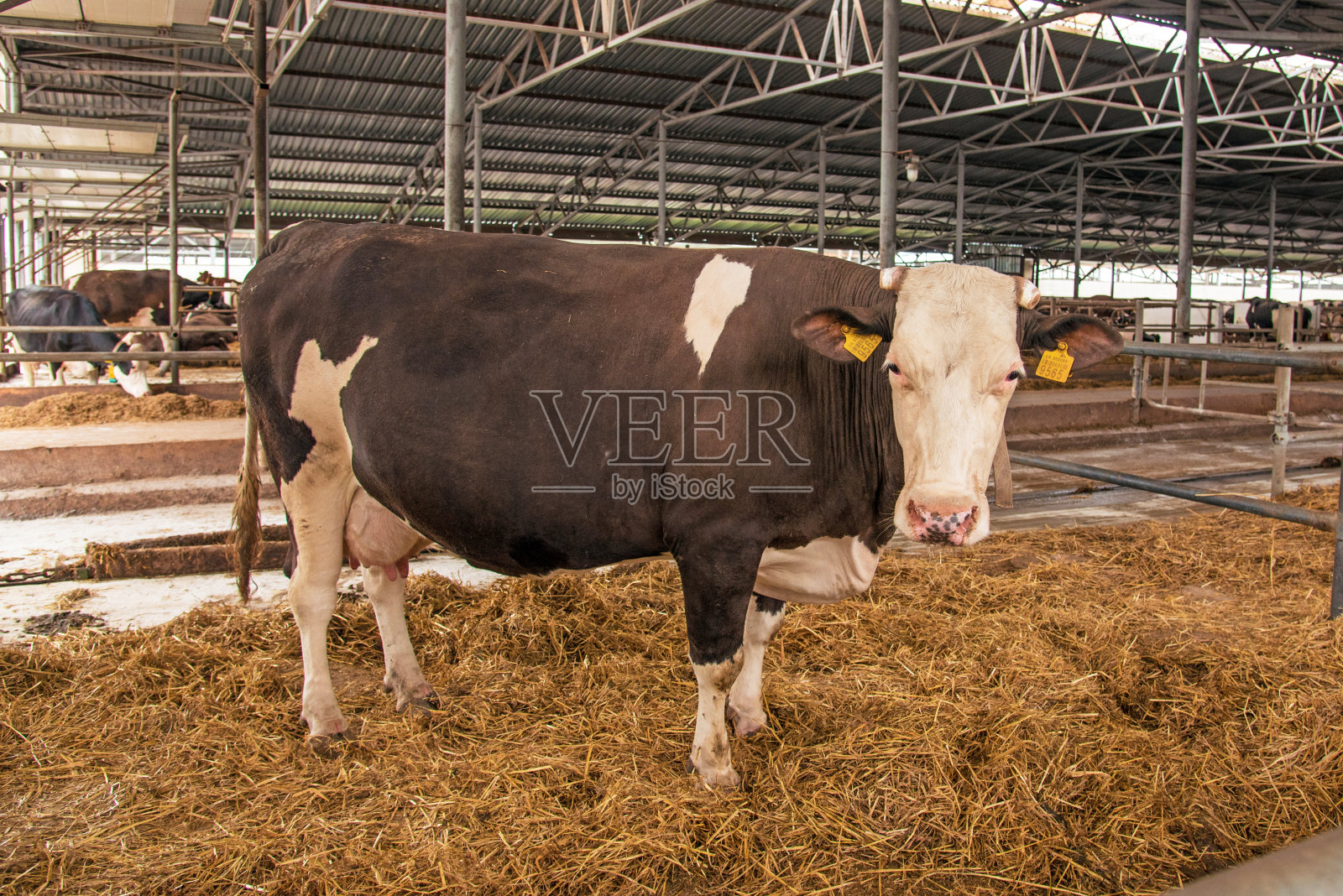 农场里干草堆里的奶牛照片摄影图片
