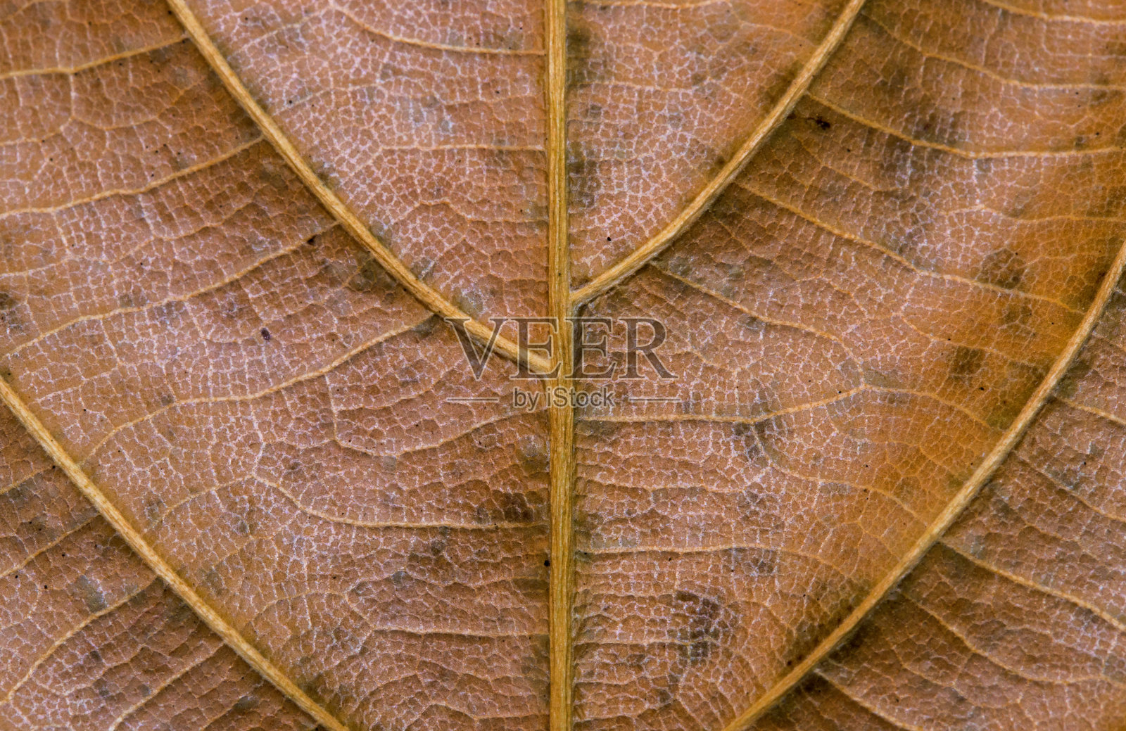 金色的叶子特写镜头。秋叶纹理微距照片。干黄色叶脉图案。照片摄影图片