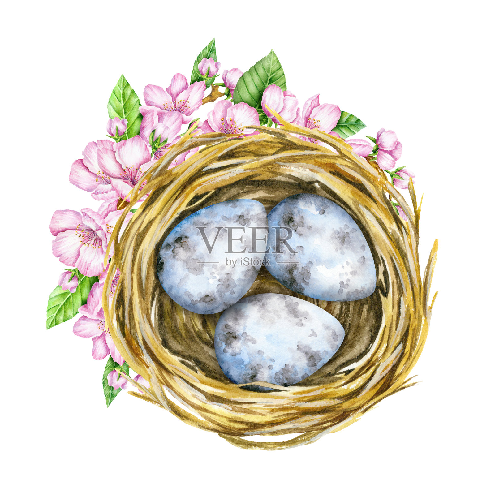 鸟巢和蓝色的蛋在开花。前视图。篮子鸡蛋。水彩插图。插画图片素材