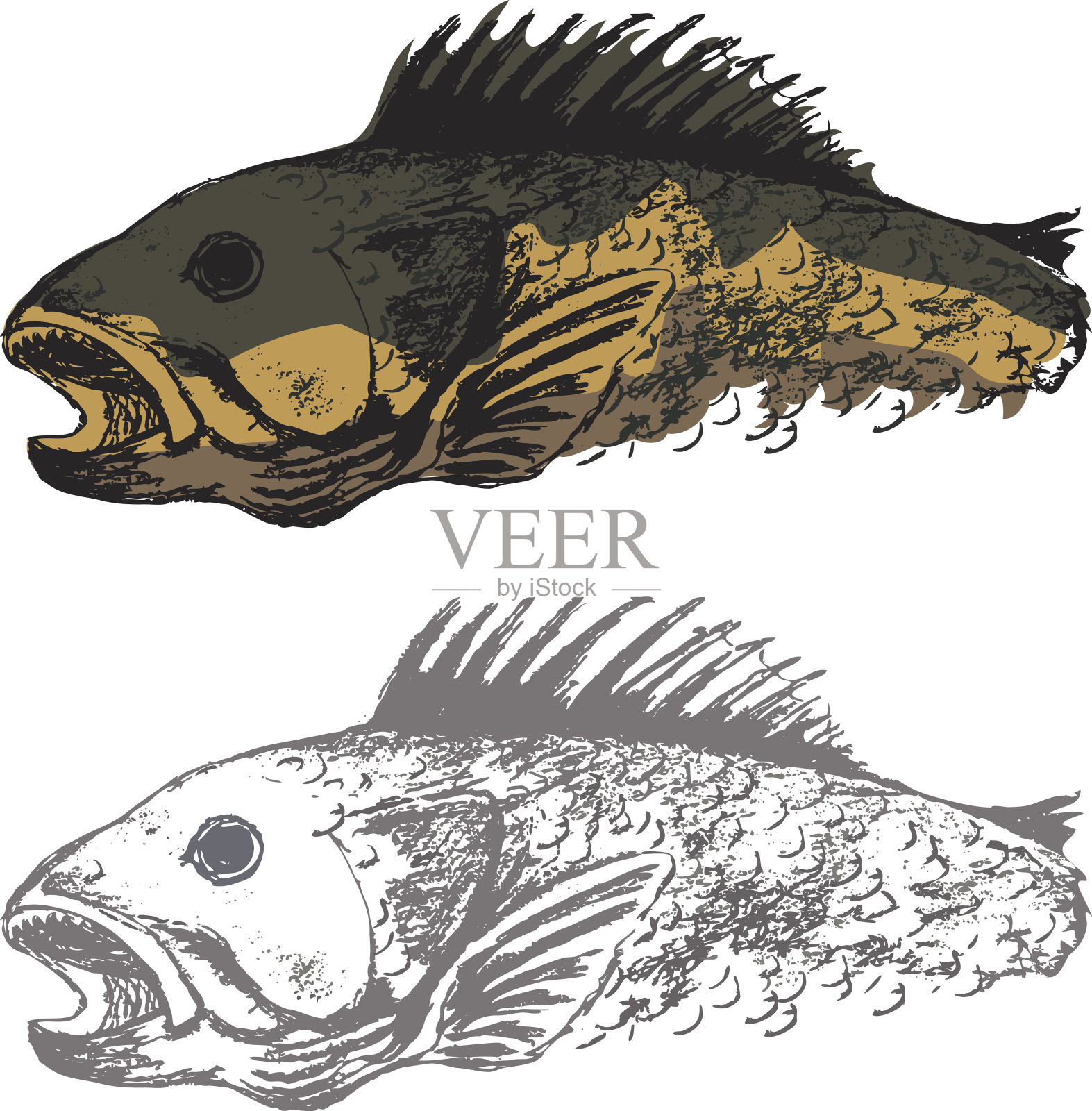 角膜白斑鱼插图插画图片素材