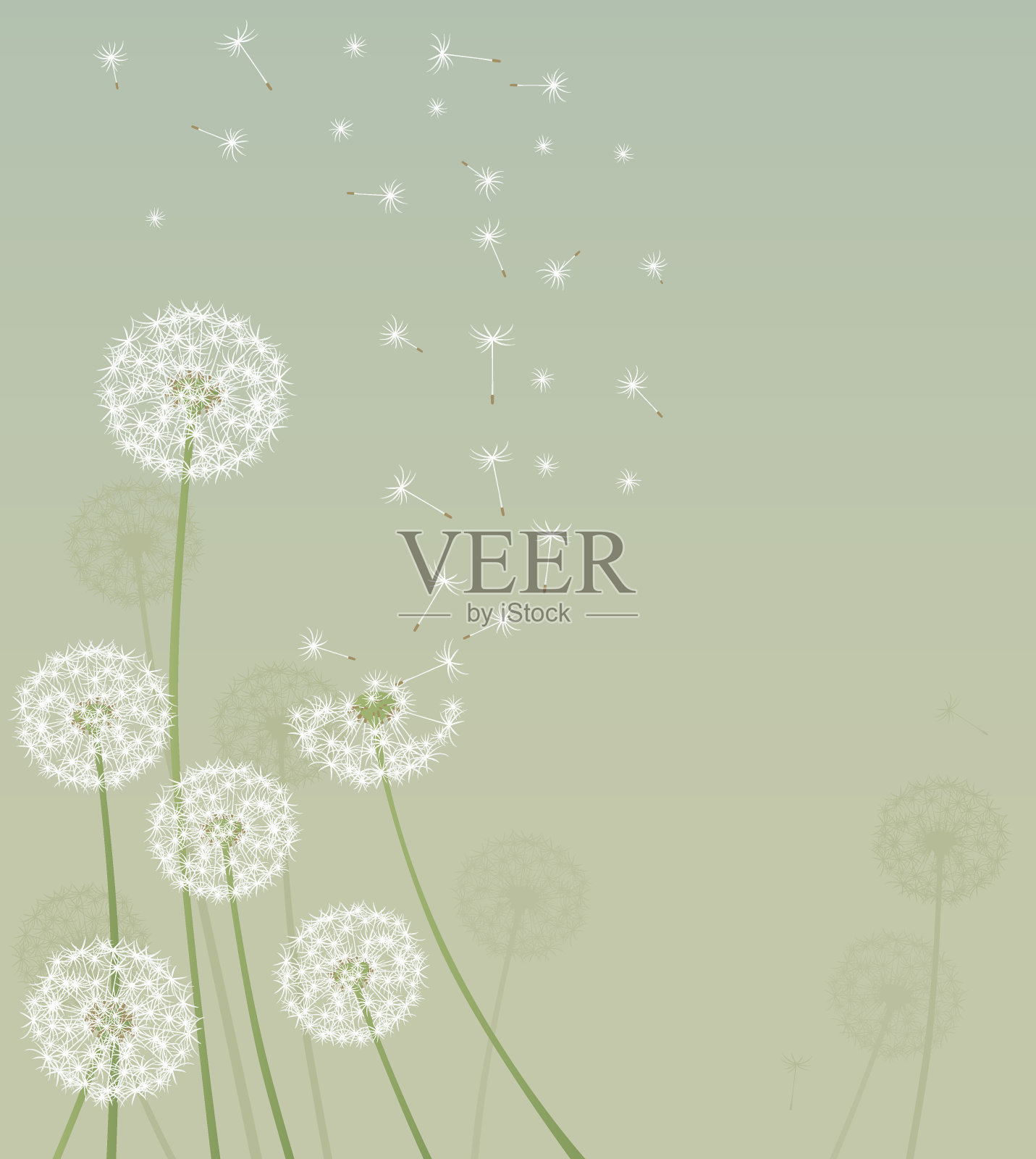 蒲公英的背景插画图片素材