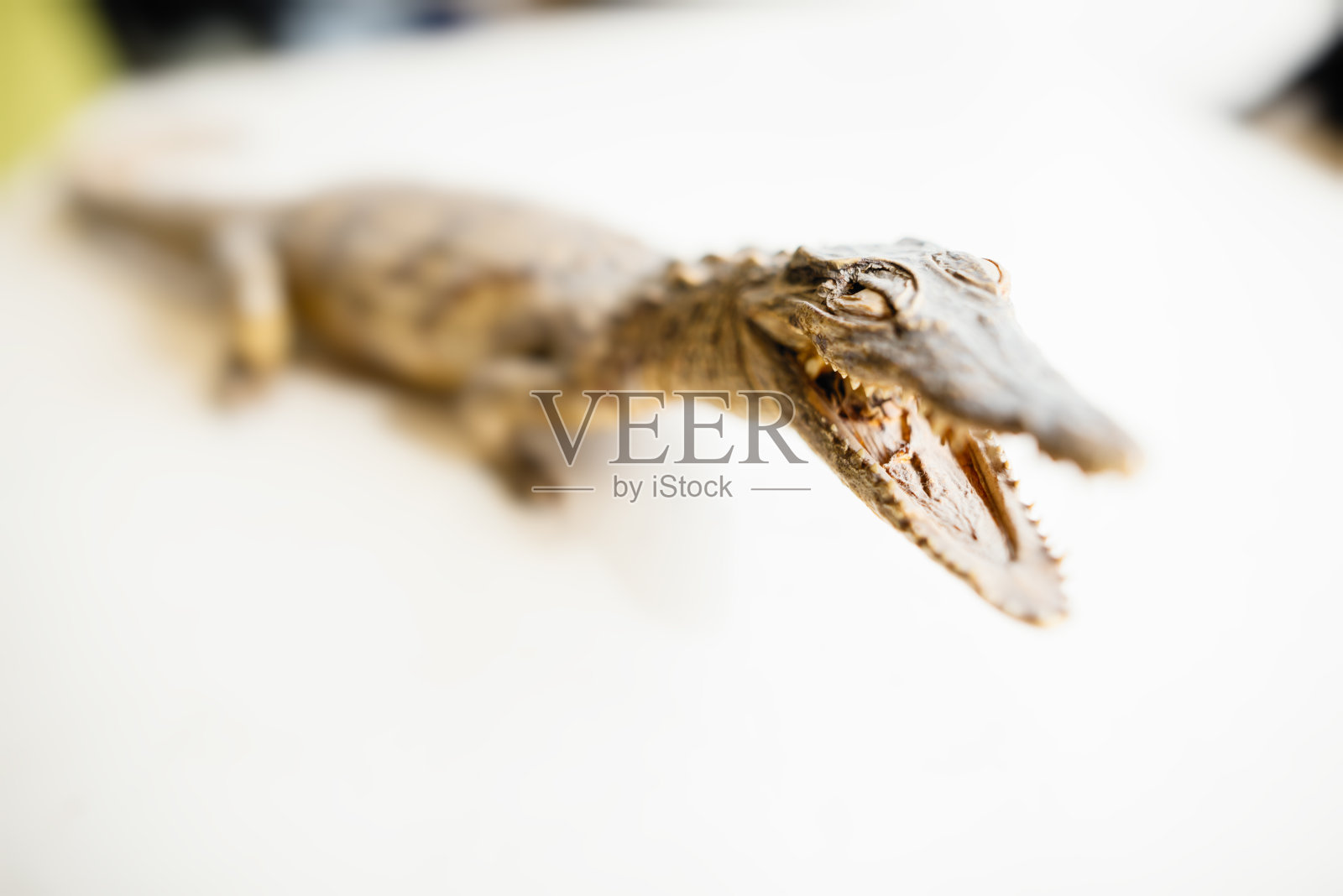 老鳄鱼照片摄影图片