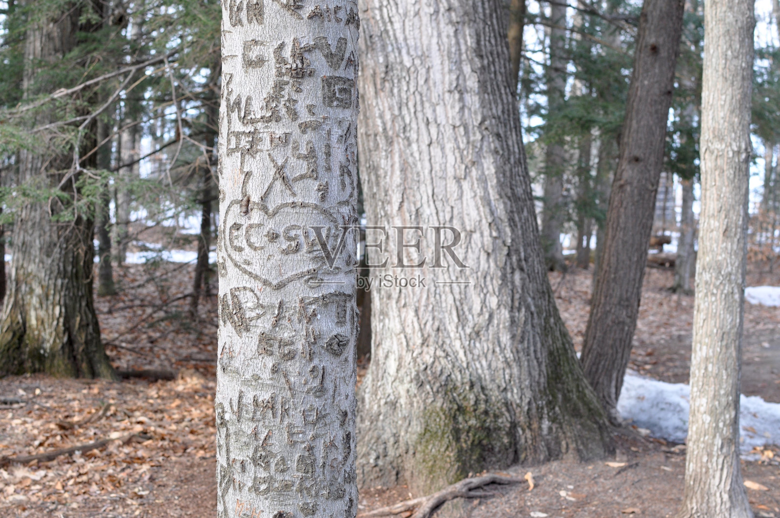 公园里雕刻的树木照片摄影图片