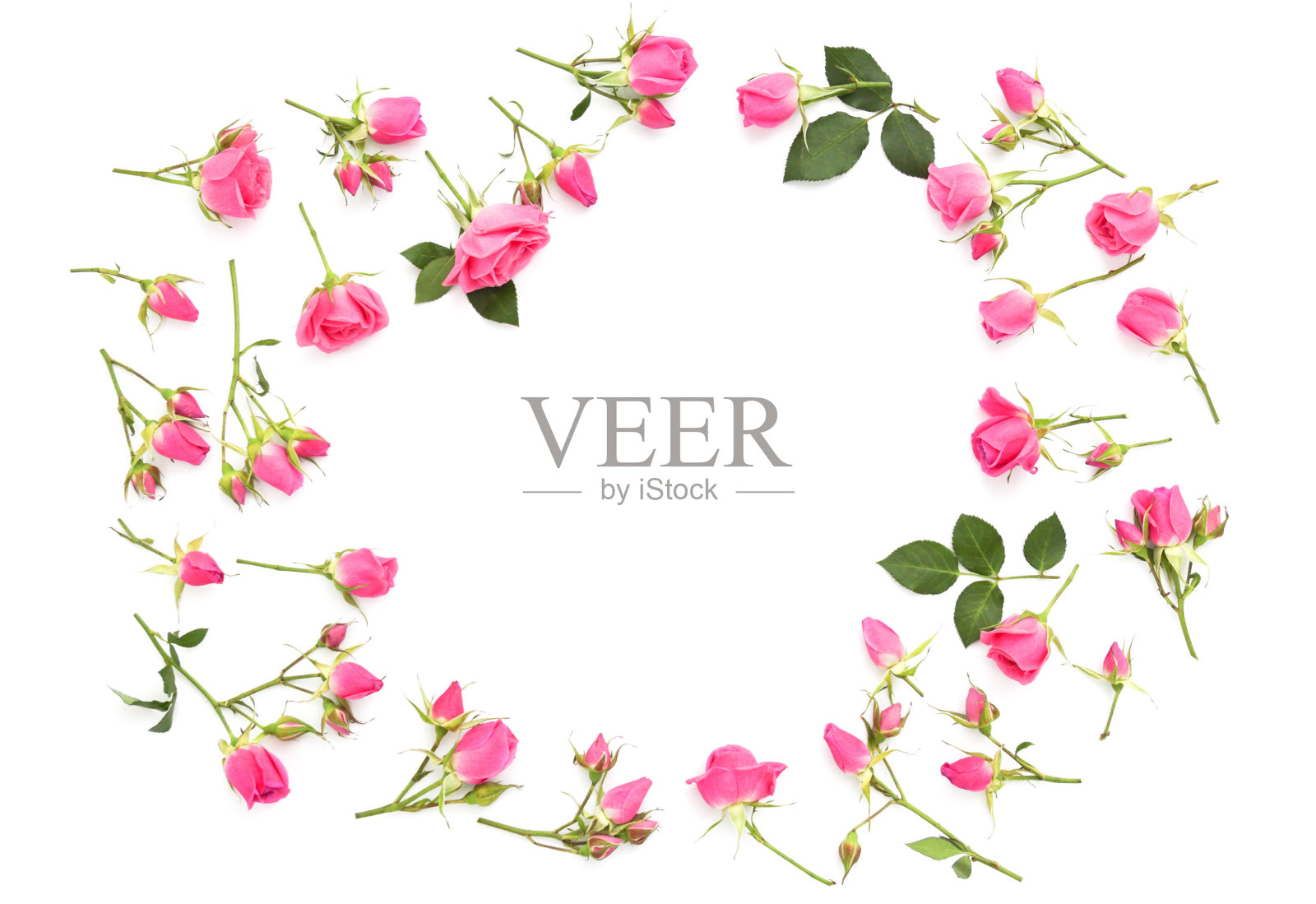 白色背景上的小粉红玫瑰照片摄影图片