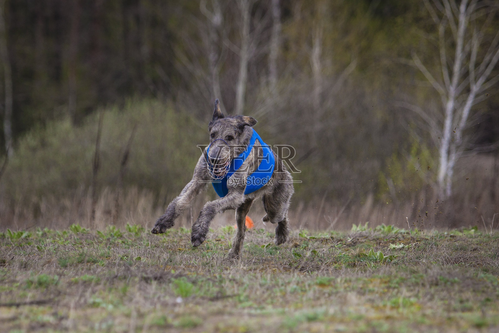 追逐。爱尔兰猎狼犬的狗照片摄影图片