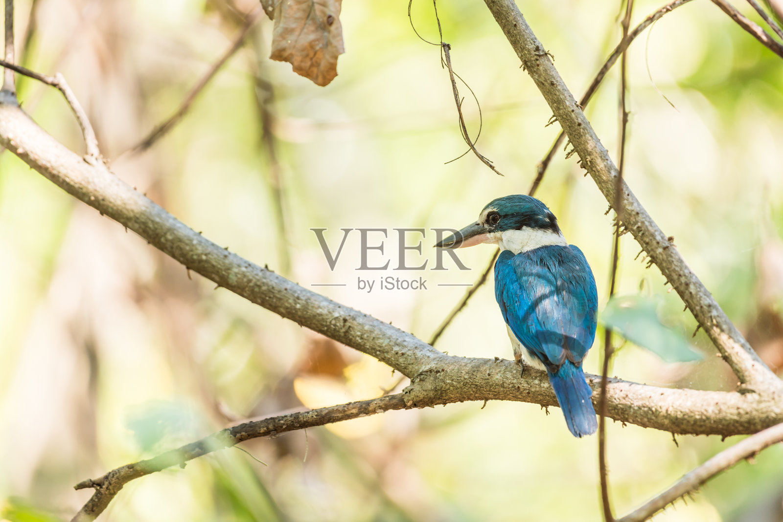 野生的一种鸟(白颈翠鸟)照片摄影图片