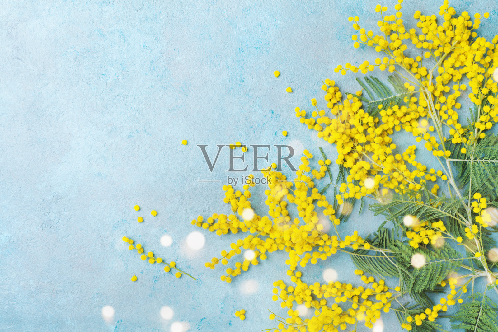 含羞草花在绿松石桌顶视图。3月8日母亲节或复活节的贺卡。照片摄影图片