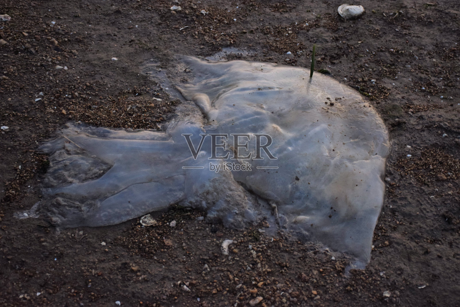 香港新界海岸上的巨型死水母照片摄影图片