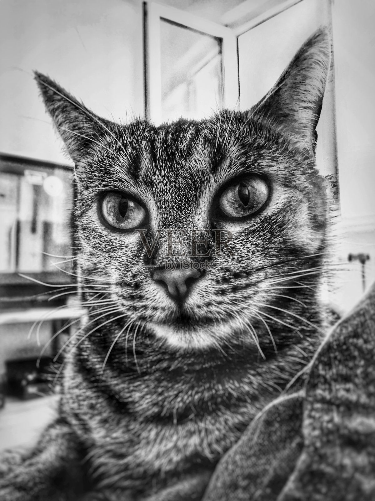 可爱的孟加拉猫躺在一个舒适的公寓。照片摄影图片