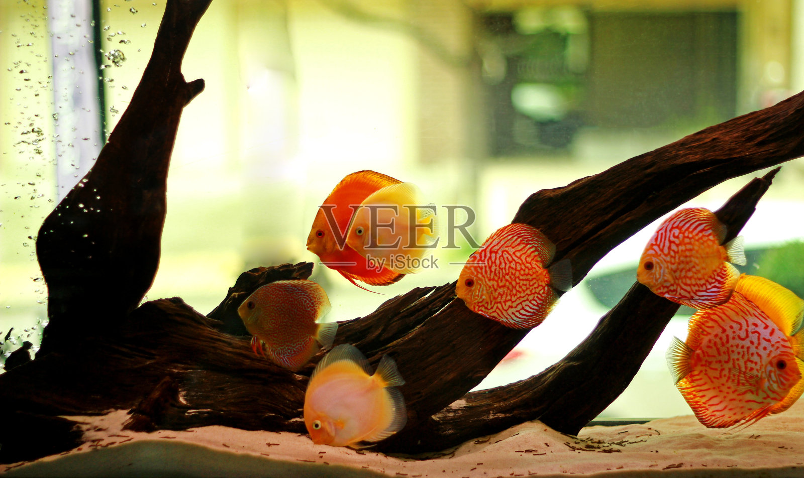 淡水鱼缸中的铁饼鱼照片摄影图片