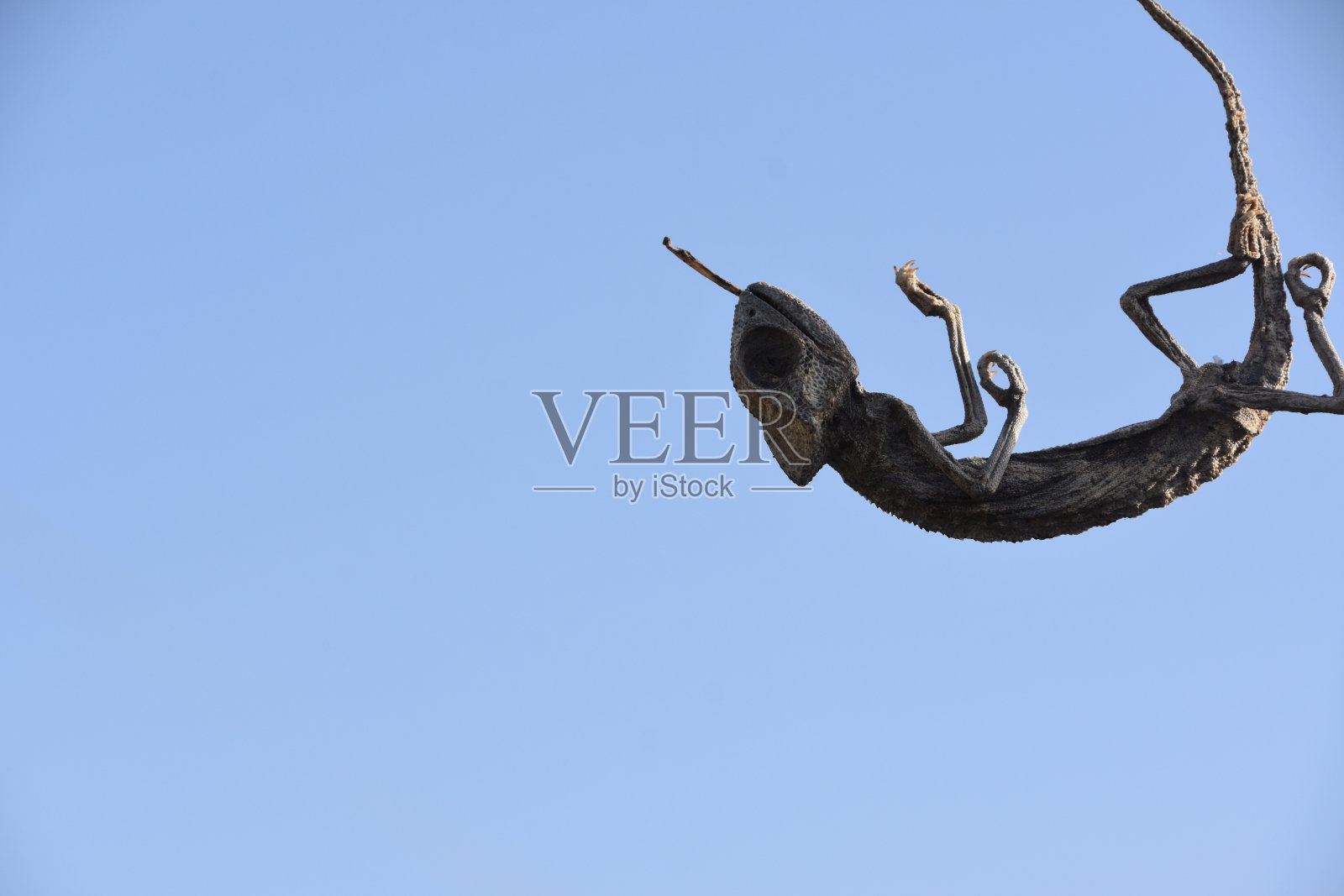 变色龙骨架照片摄影图片