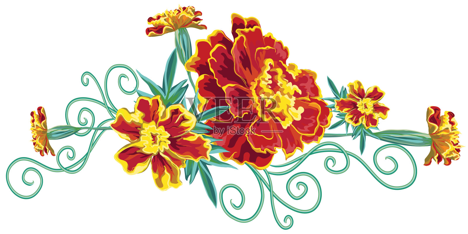 一束橙色的金盏花，金盏花，叶子和卷曲的茎插画图片素材