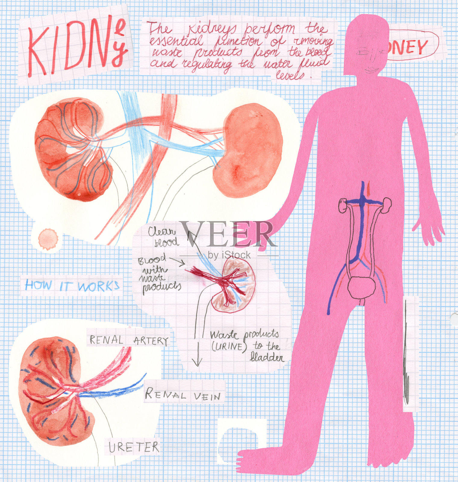 肾脏解剖插画图片素材