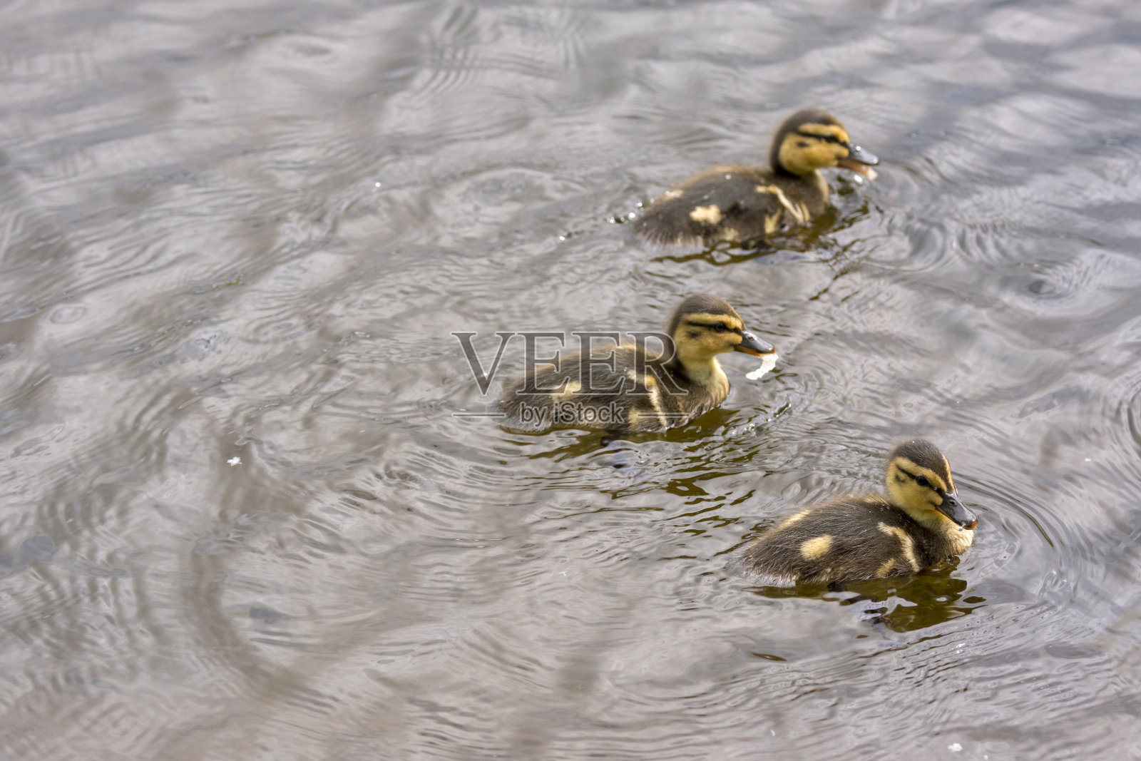罗浮敦的哈斯塔德鸭家族照片摄影图片