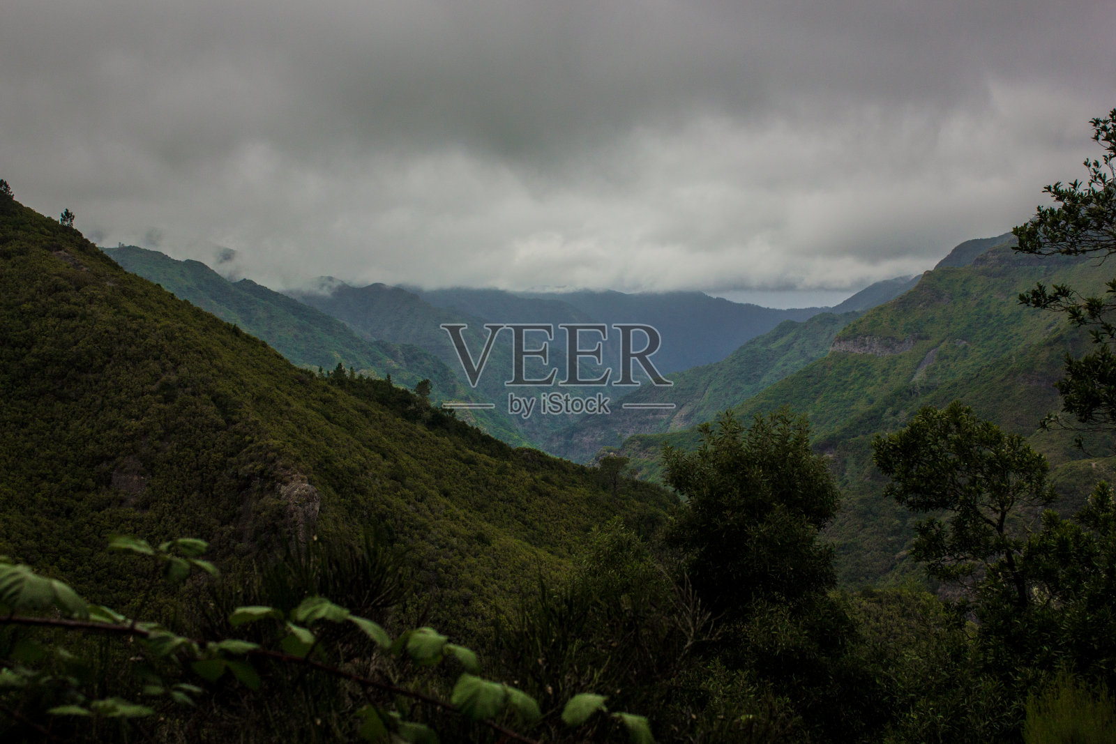 马德拉岛的绿色森林。马德拉岛山上的热带森林照片摄影图片