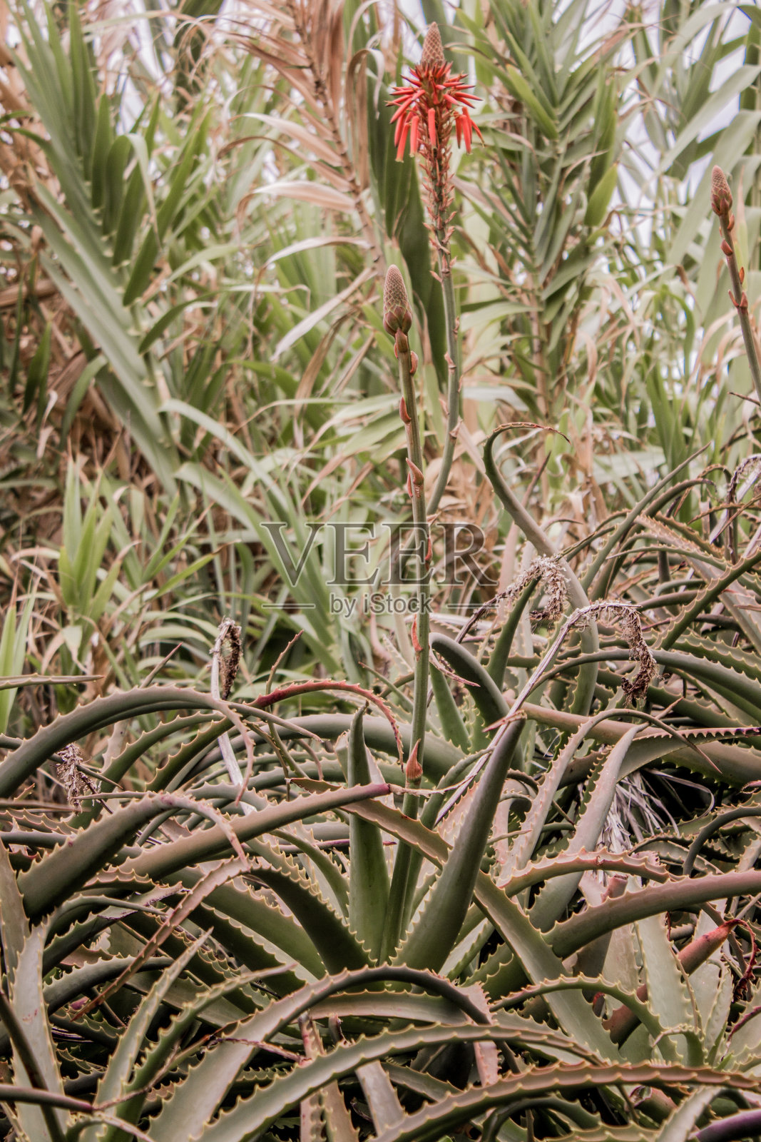 芦荟植物的花。马德拉岛山上的热带森林照片摄影图片