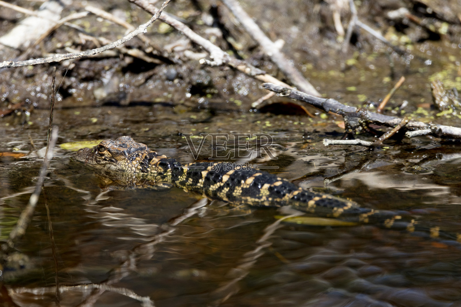 美国鳄鱼照片摄影图片