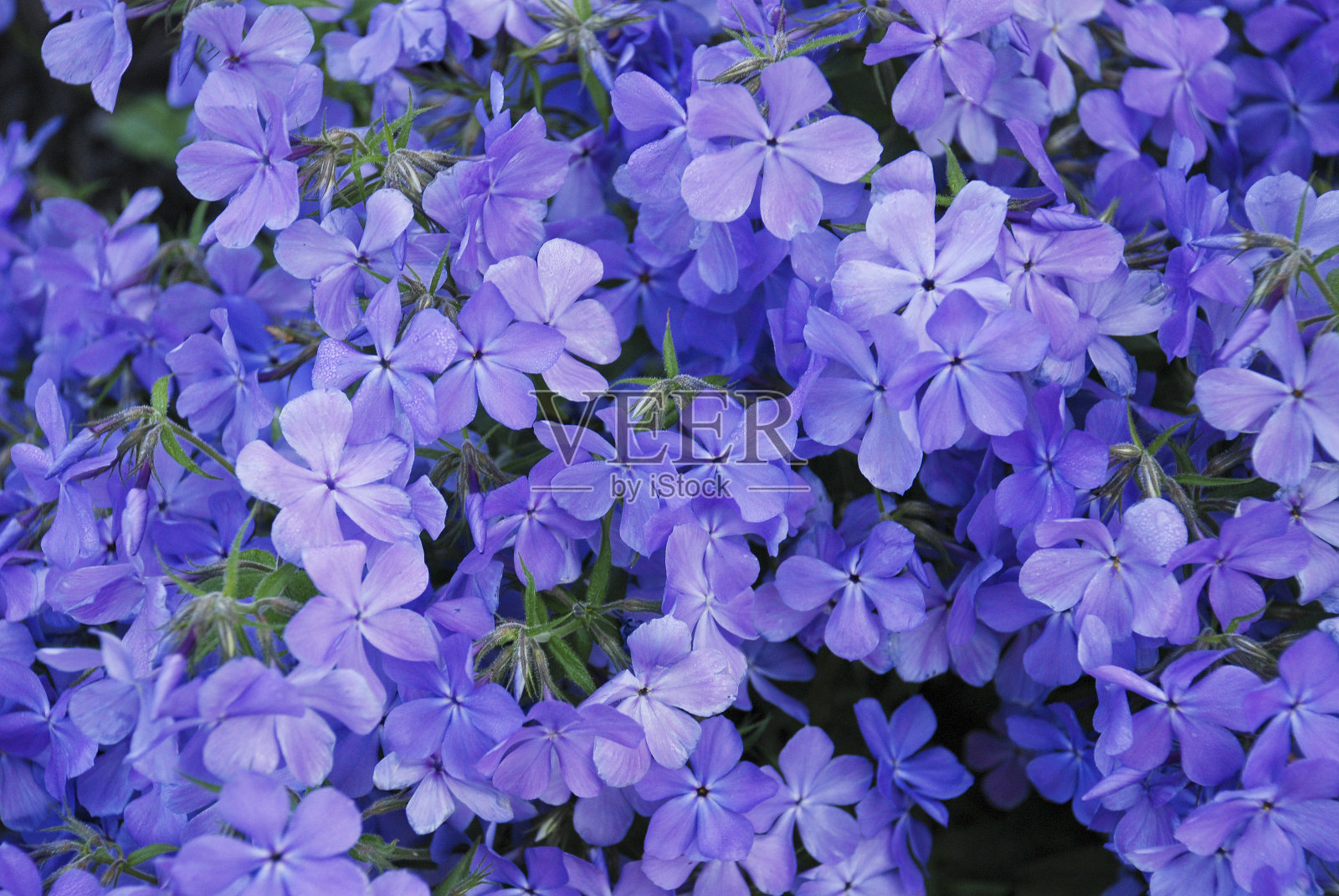 野生的多年生花卉照片摄影图片