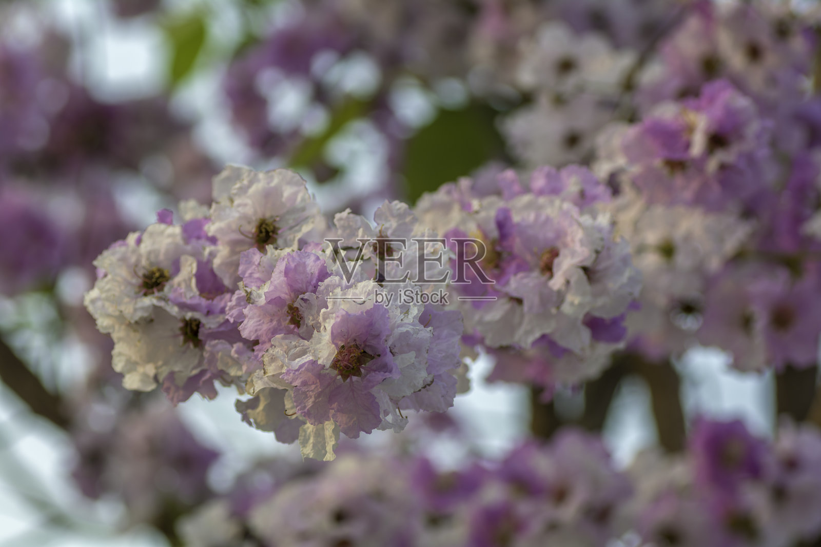 背景模糊的紫薇花照片摄影图片