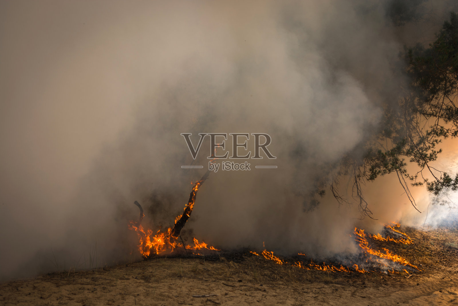 火。野火，燃烧中的松林在冒烟照片摄影图片