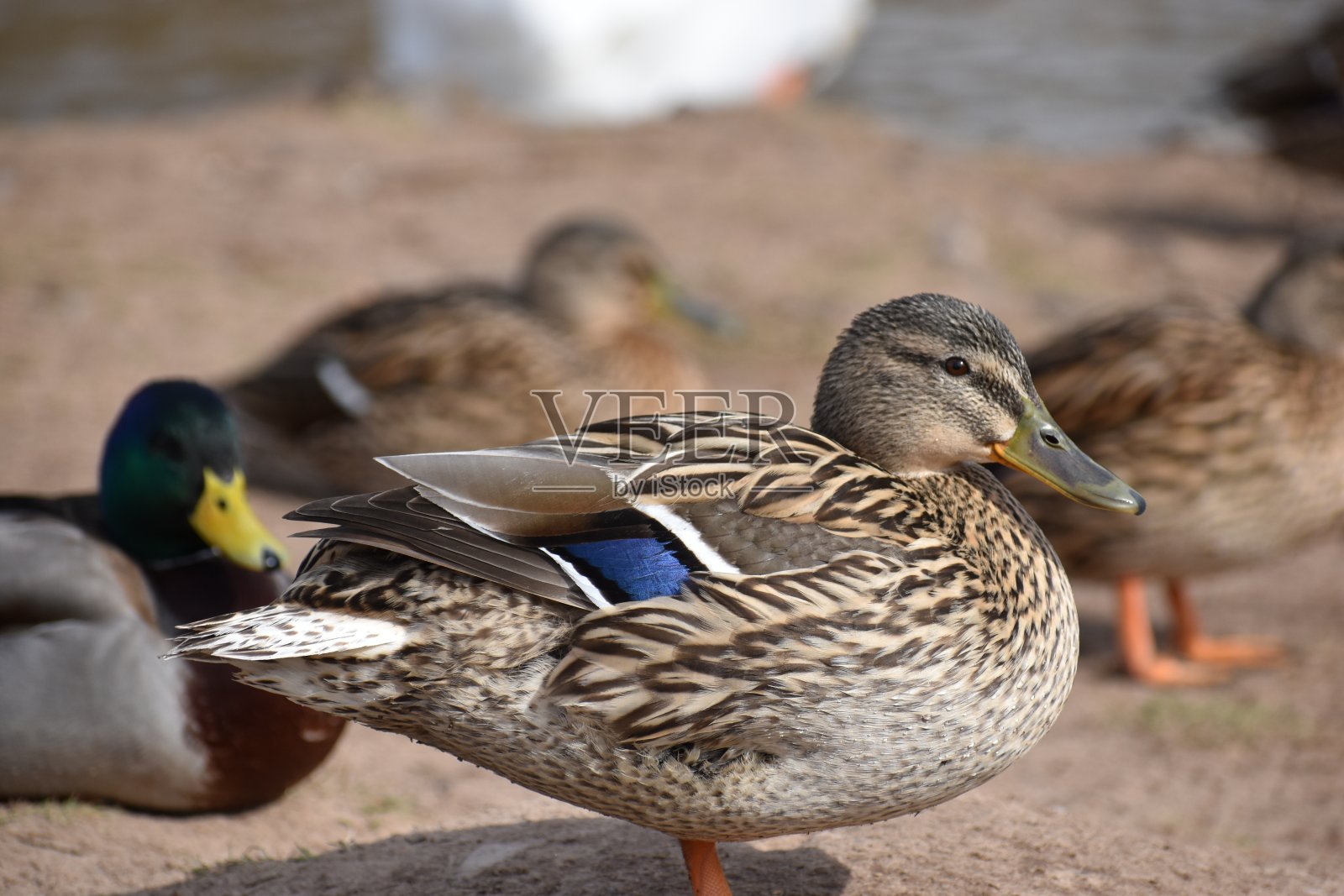 一个彩色德雷克与许多鸭子的特写背景在一个湖在卡塞尔，德国照片摄影图片