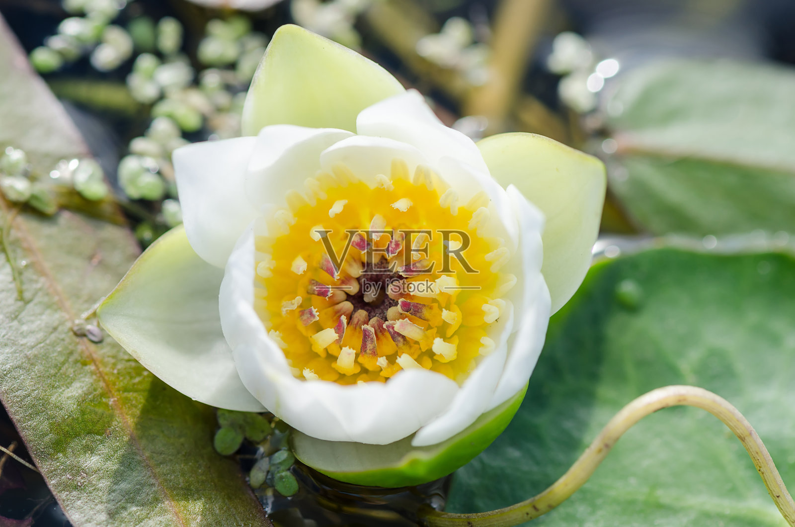 美丽的盛开的花-白色的睡莲在一个池塘。睡莲属阿尔巴照片摄影图片