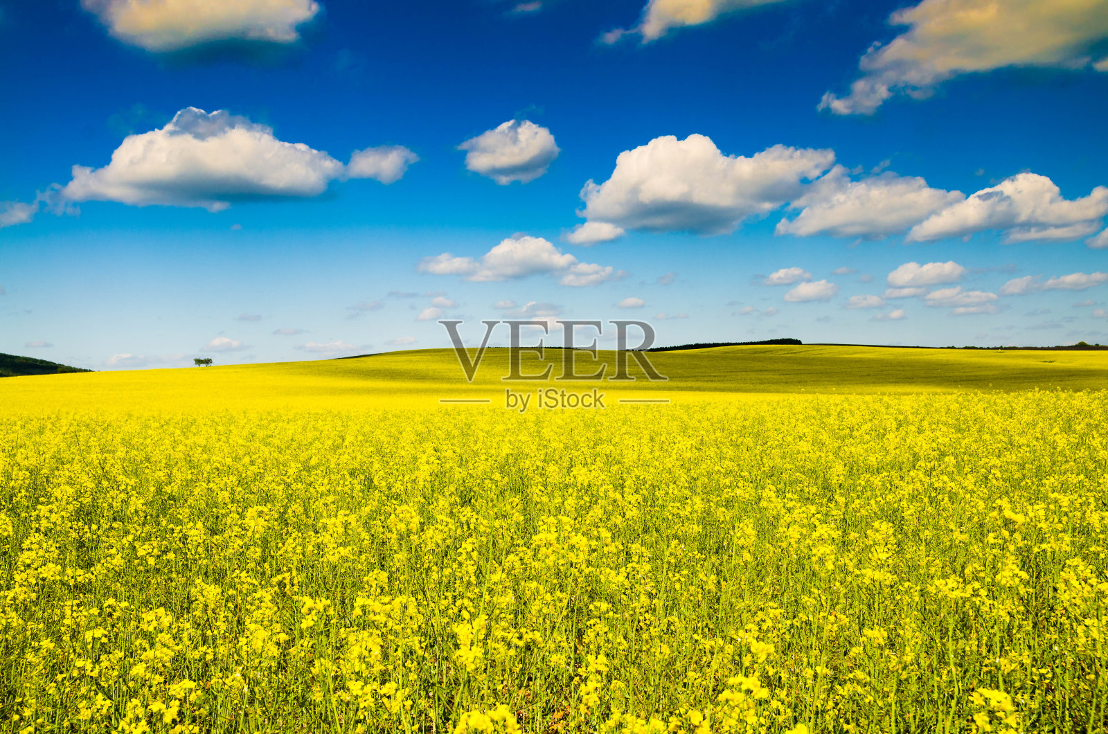 美丽的油菜花领域照片摄影图片