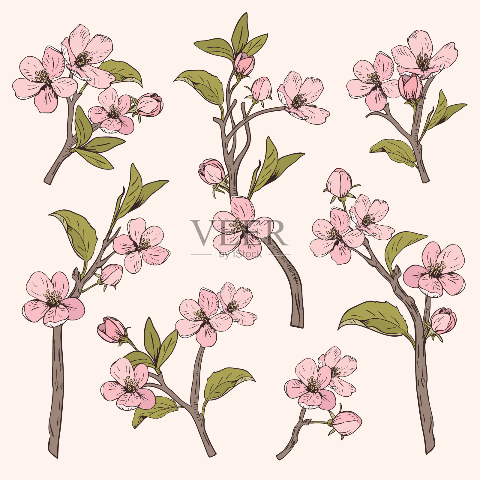 盛开的树。设置集合。手绘植物粉红色的花枝在米色背景。矢量图插画图片素材