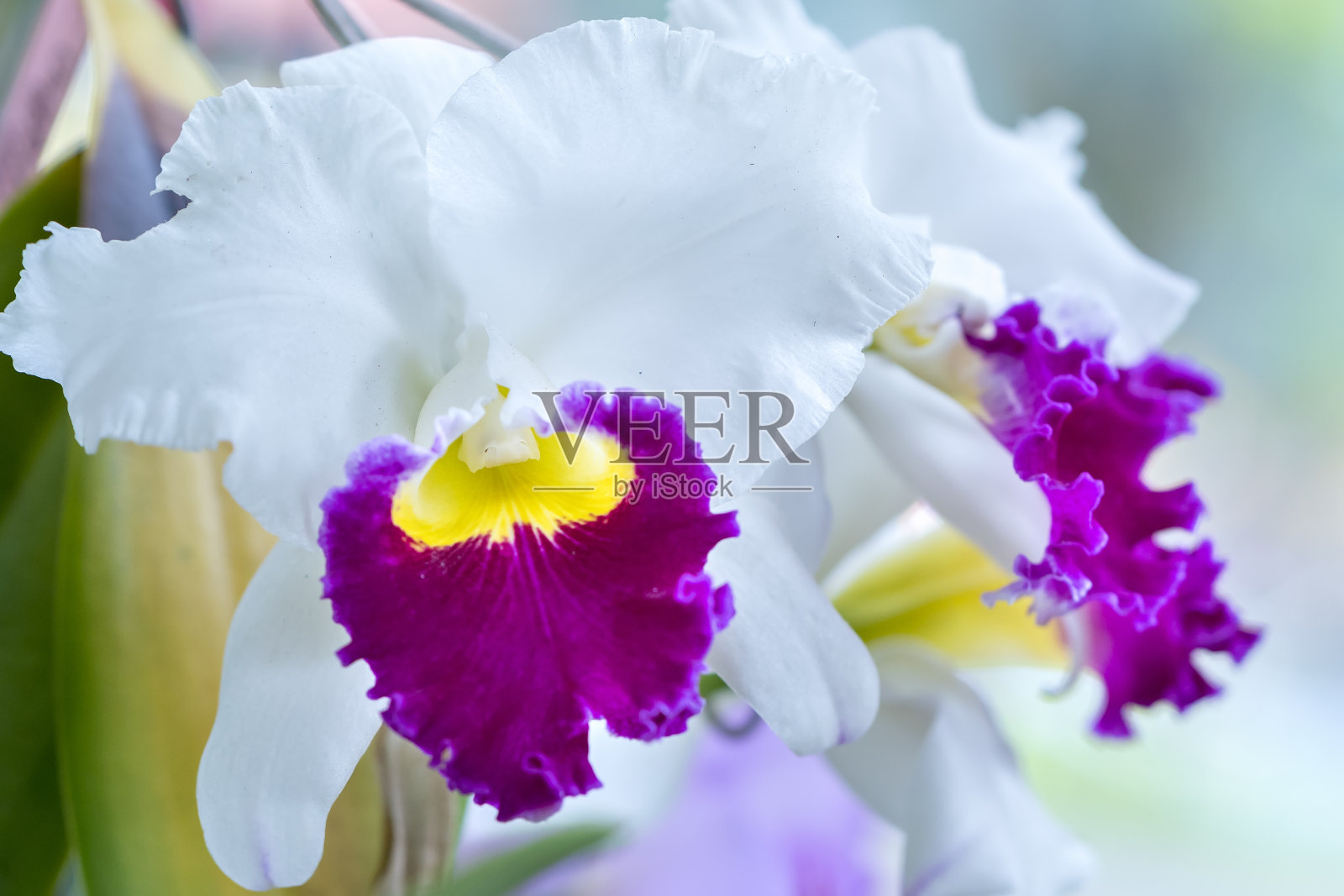 卡特莱花在春天盛开，点缀着大自然的美丽照片摄影图片