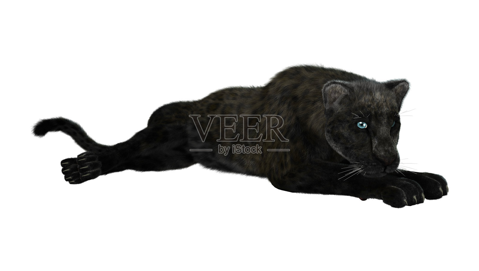 3D渲染黑豹在白色照片摄影图片