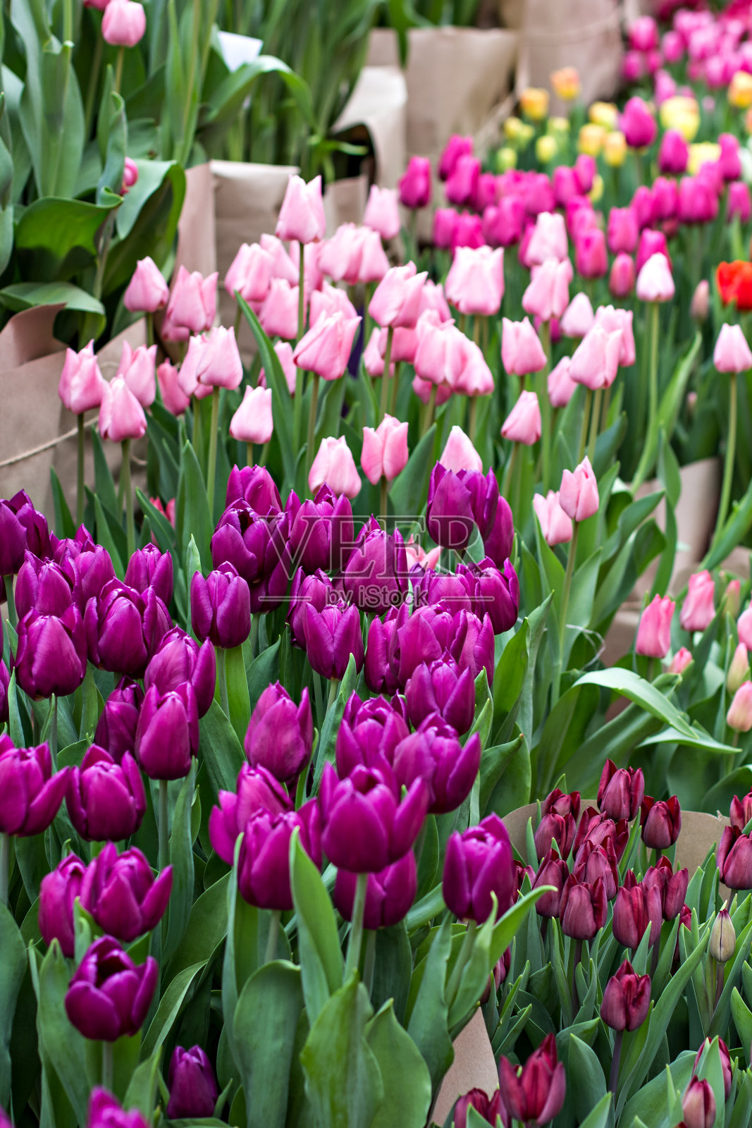花卉展览会上有许多郁金香。照片摄影图片