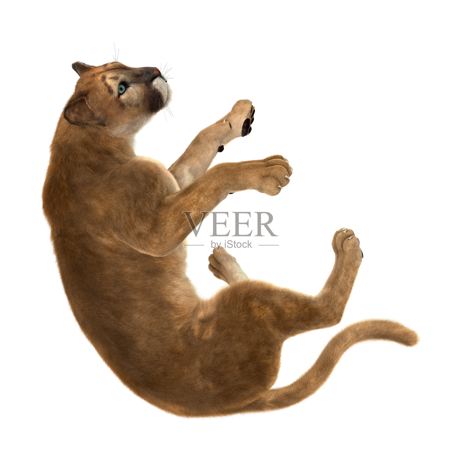 3D渲染大猫美洲狮在白色照片摄影图片