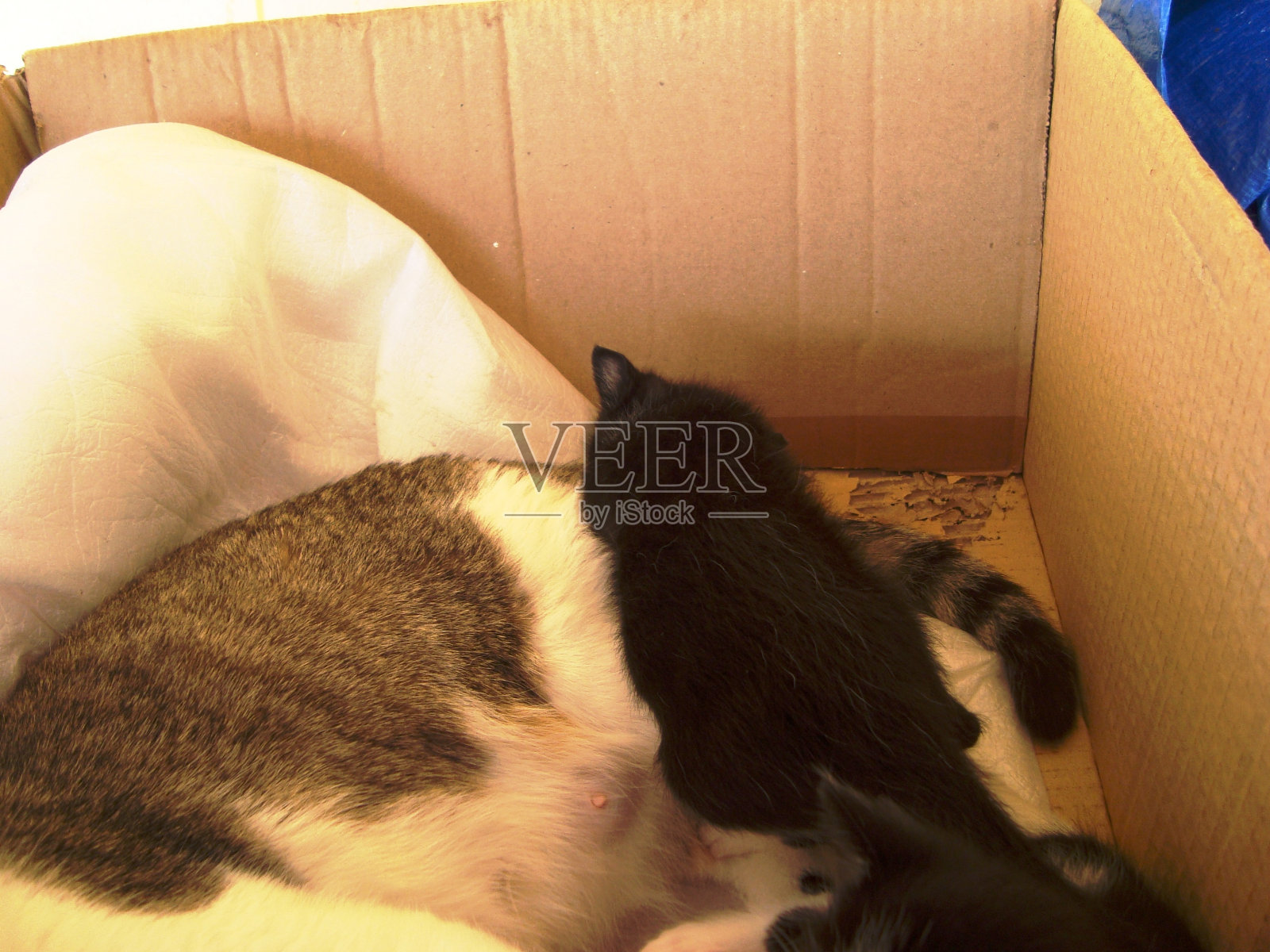 纸箱里的一只母猫和小猫照片摄影图片