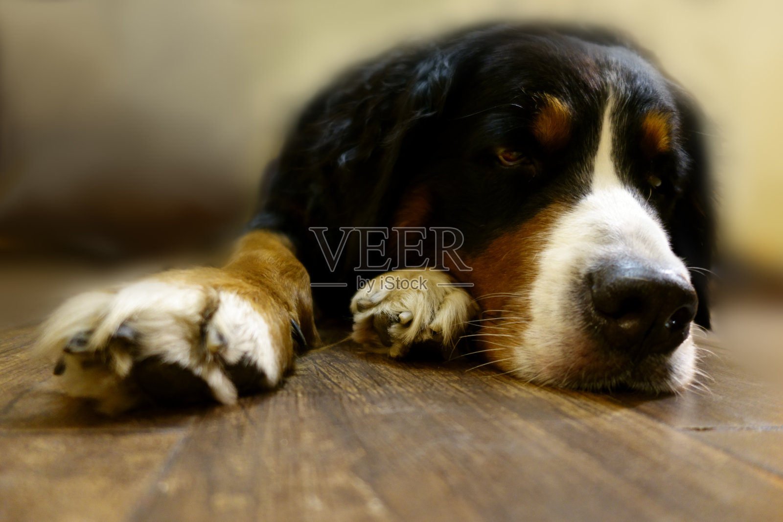 伯尔尼犬的肖像照片摄影图片