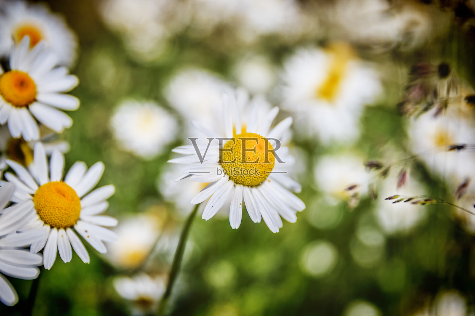 绿色田野上的白色甘菊照片摄影图片