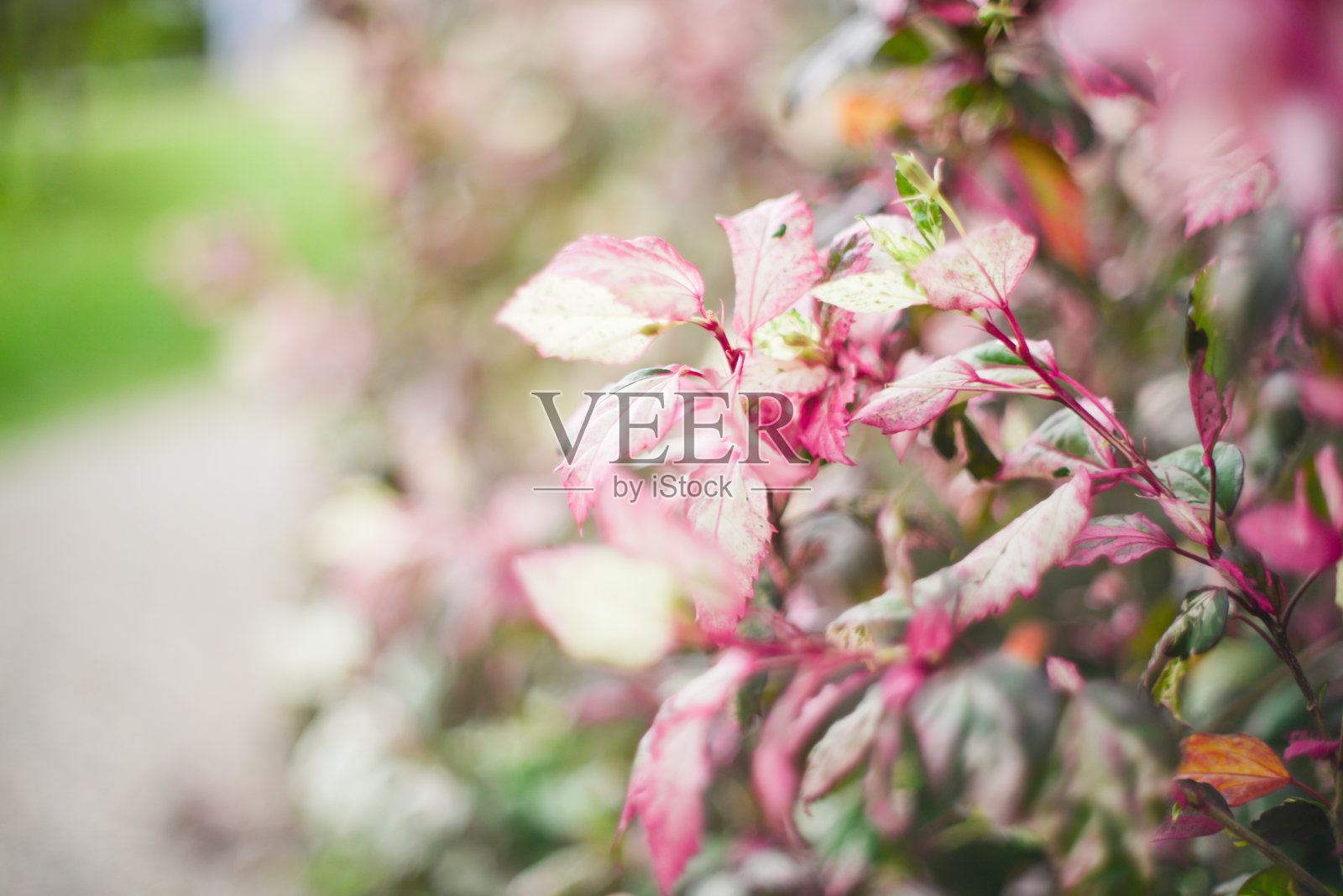 亚洲的花，洋甘菊照片摄影图片