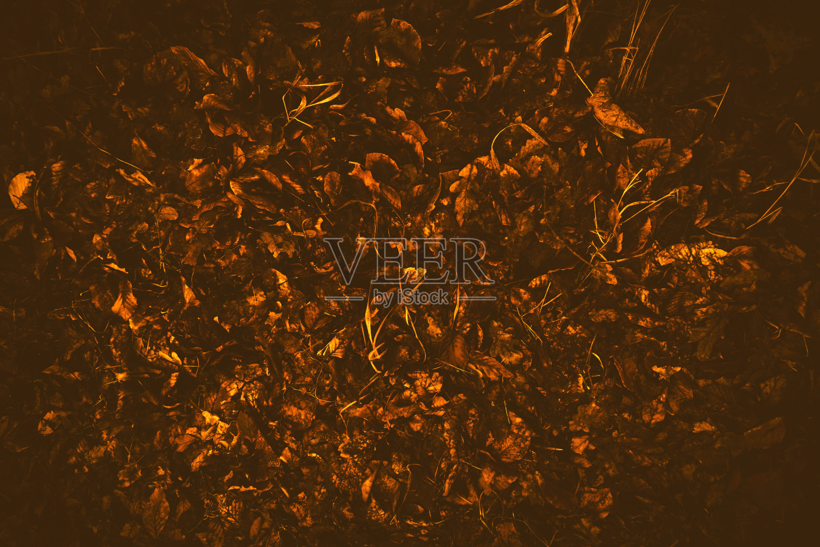 金色的树叶在秋天的背景照片摄影图片