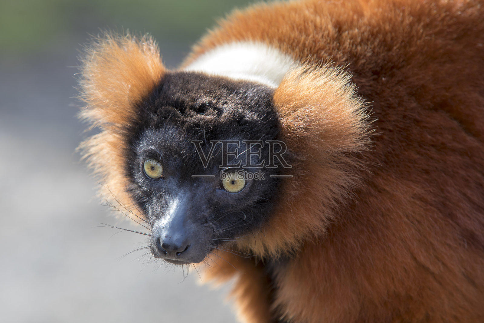 红色有环状羽毛的狐猴照片摄影图片