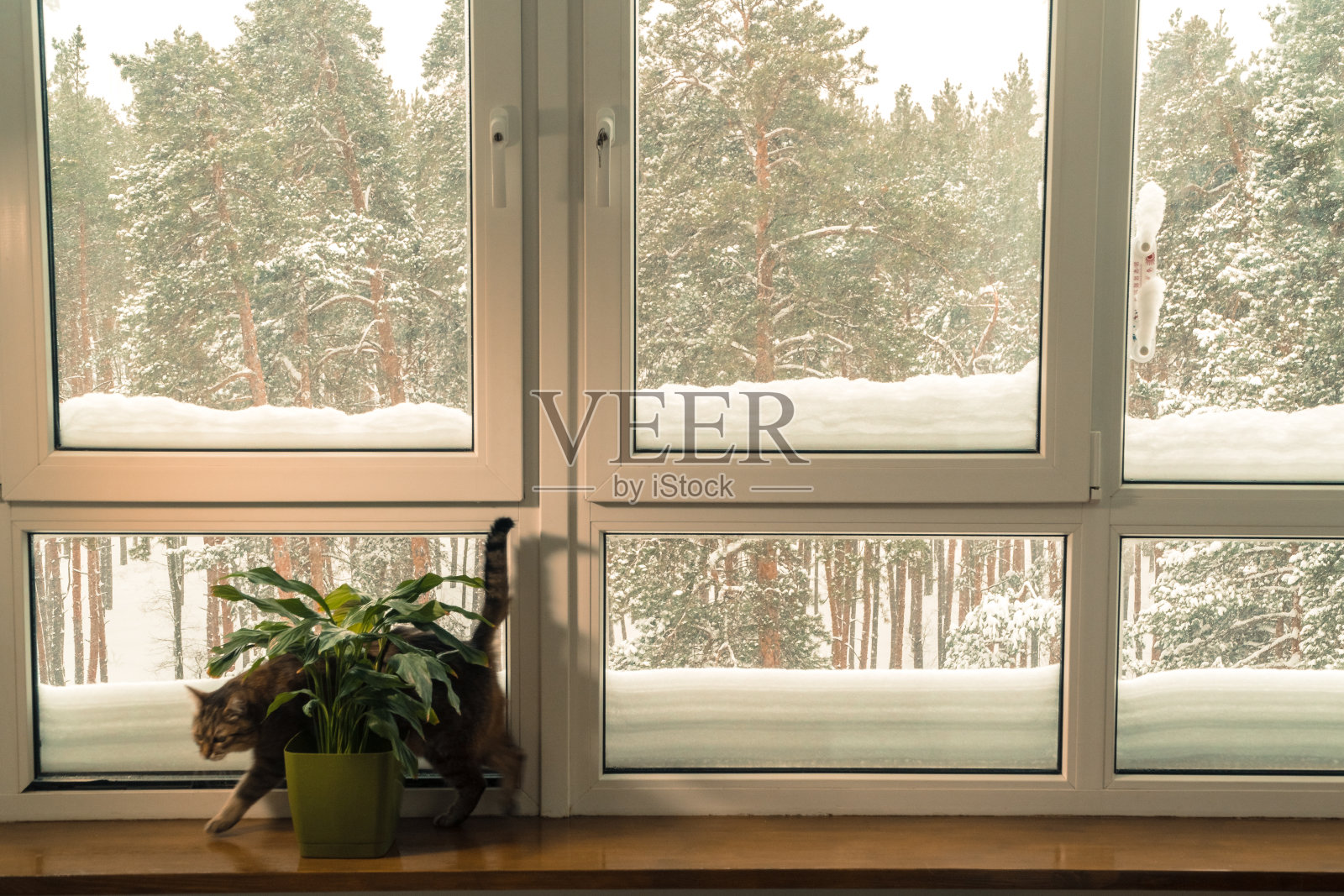 窗口。猫走过窗台，看冬天的森林。照片摄影图片