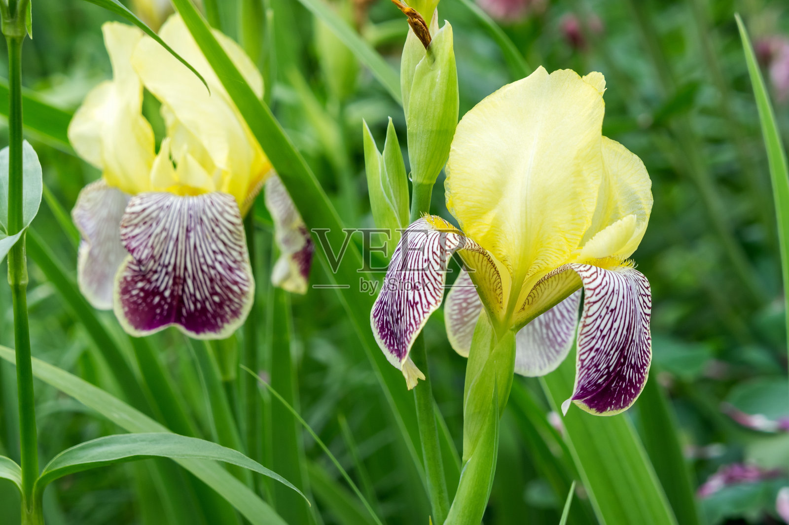 绿叶背景上的两颗黄色鸢尾。照片摄影图片