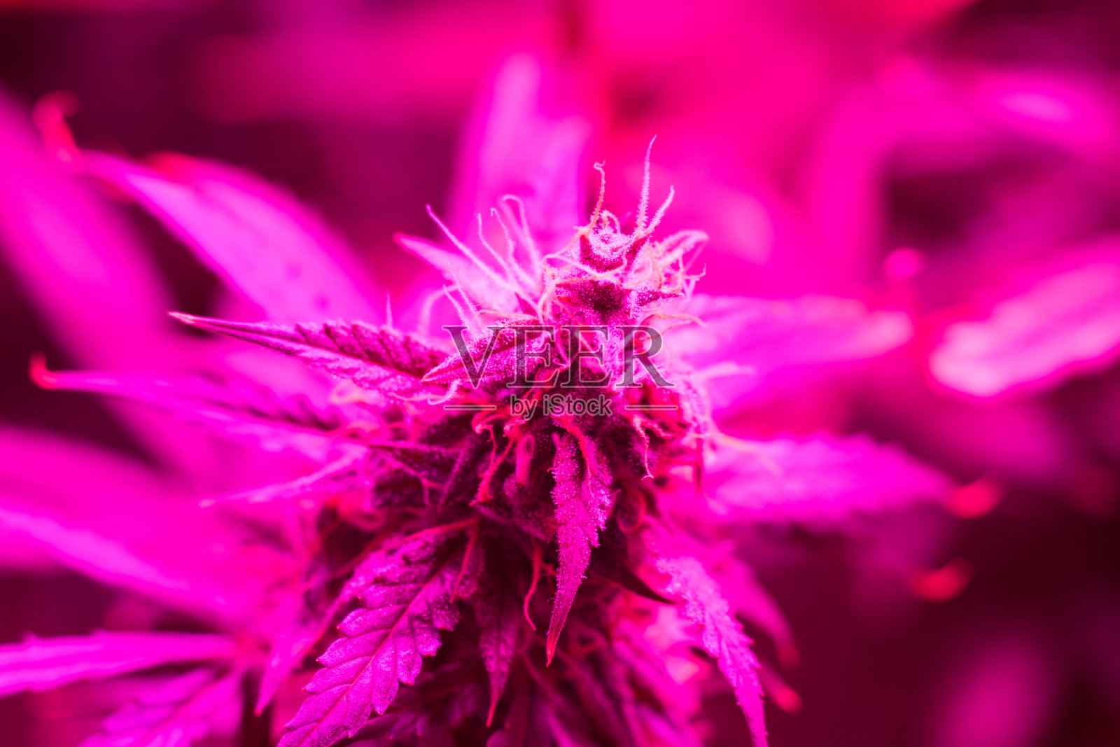 医用大麻种植在人造LED灯下照明人工。在粉红色调质下生长的大的大麻花蕾照片摄影图片