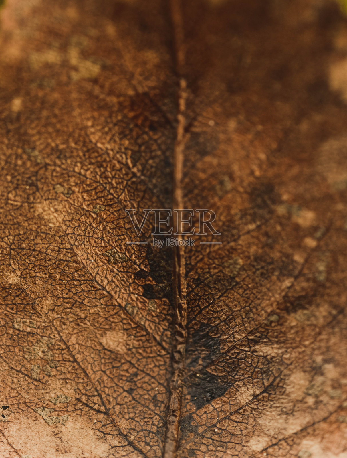 特写的信照片摄影图片