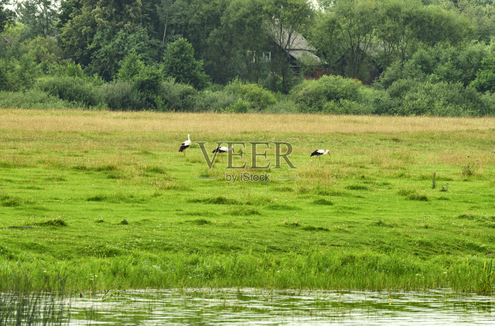 夏天三只寻找食物的白鹳照片摄影图片