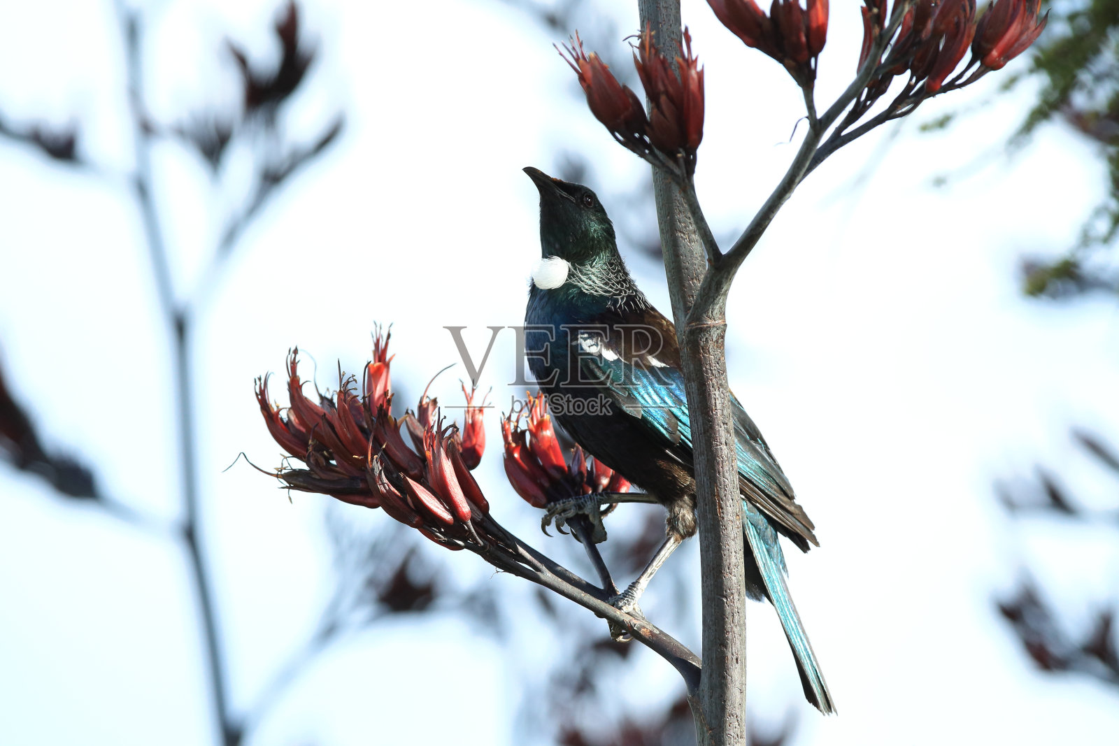 tui是新西兰特有的雀形目鸟类。照片摄影图片