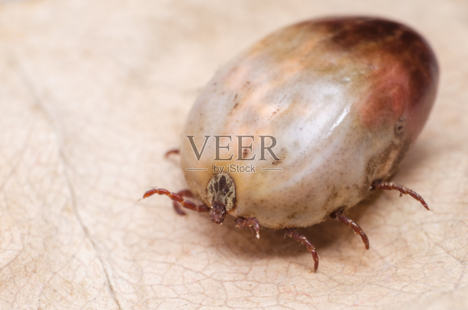 满身鲜血的蜱虫坐在枯叶上照片摄影图片