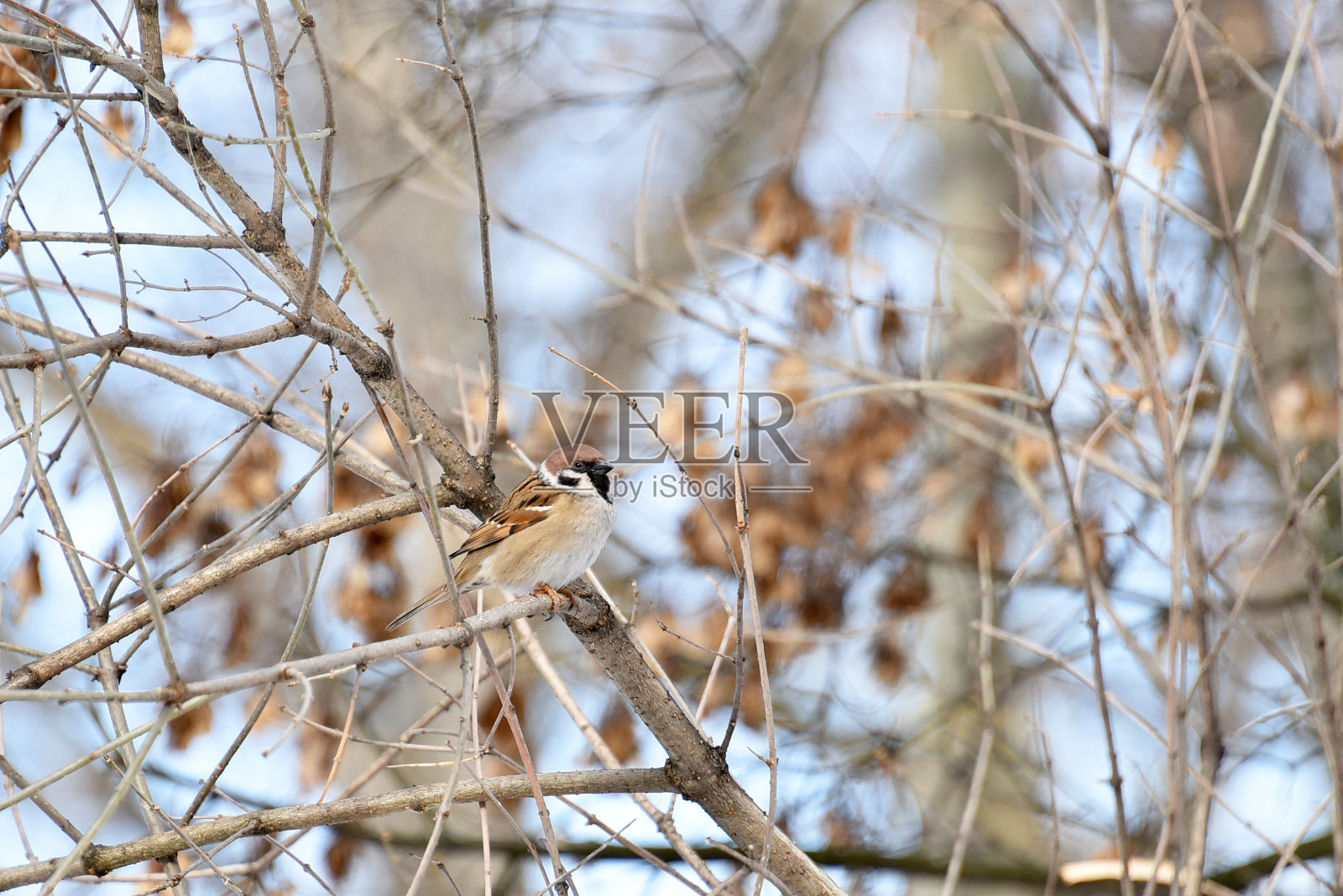 可爱的麻雀在树枝上照片摄影图片