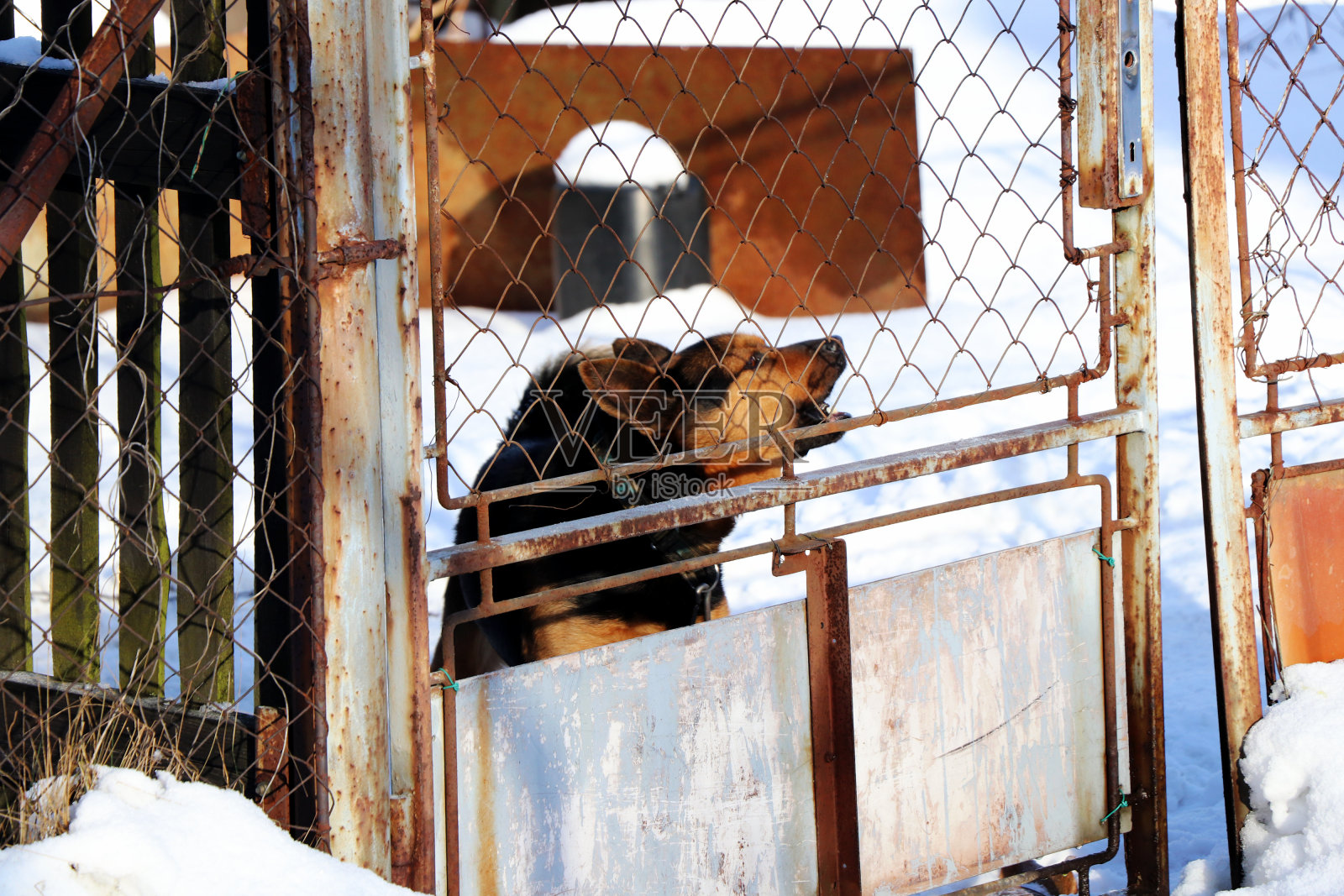 金属栅栏后面吠叫的狗，因为他觉得受到了威胁照片摄影图片