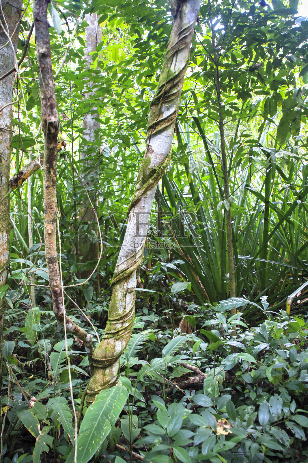 哥斯达黎加的一棵丛林树，被扼死的藤蔓留下的疤痕照片摄影图片
