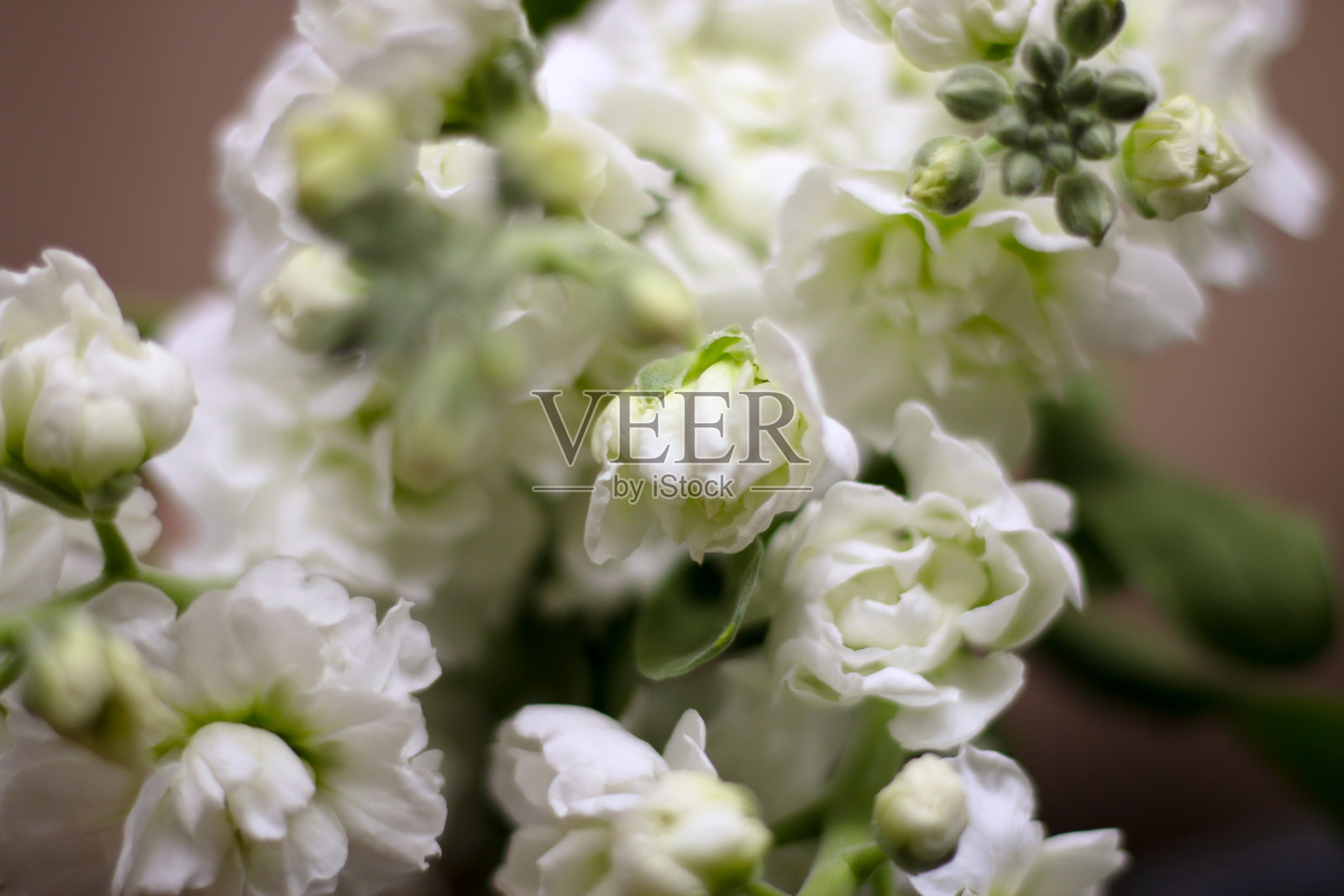 股票的花照片摄影图片